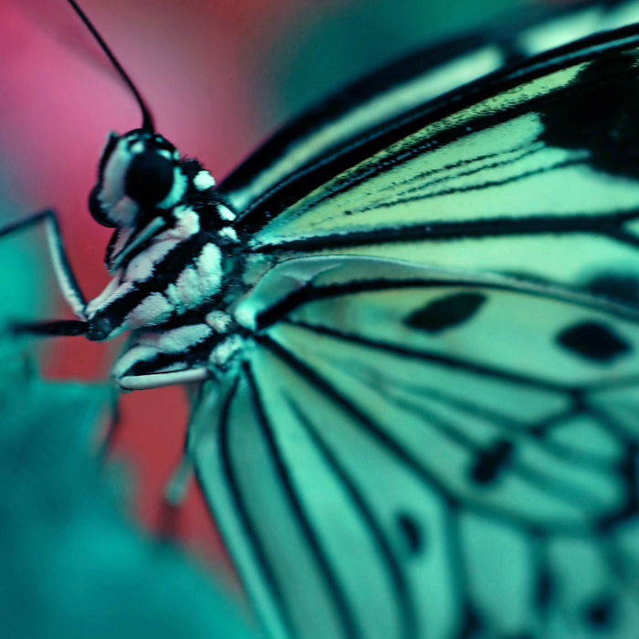 Wunderschöner Schmetterling, Glasbild Quadratisch