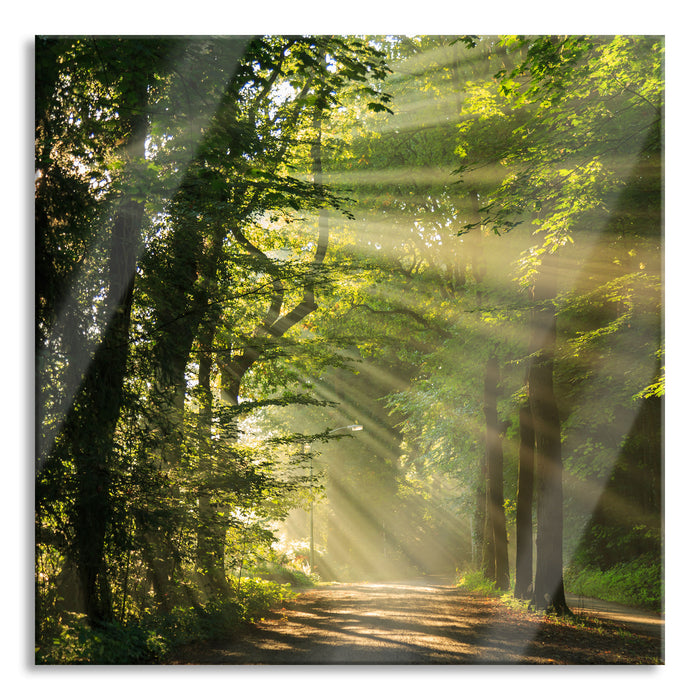 Pixxprint Waldweg im Frühling, Glasbild Quadratisch