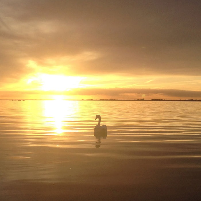 Einsamer Schwan auf See, Glasbild Quadratisch