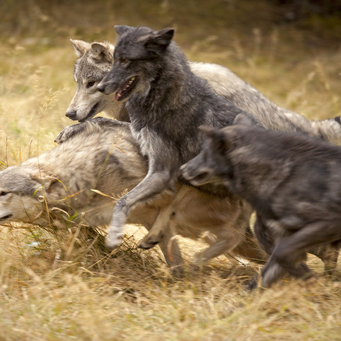 Tobendes Wolfsrudel, Glasbild Quadratisch