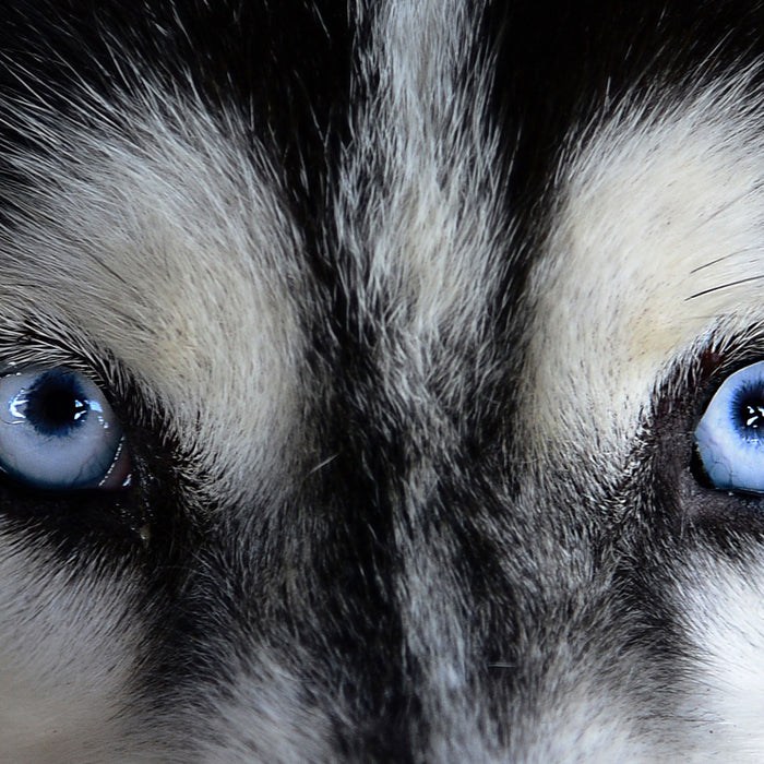 Eisblaue Huskyaugen, Glasbild Quadratisch