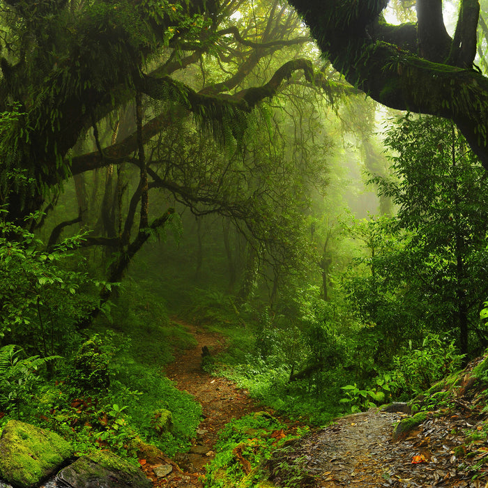 Mystischer Regenwald, Glasbild Quadratisch