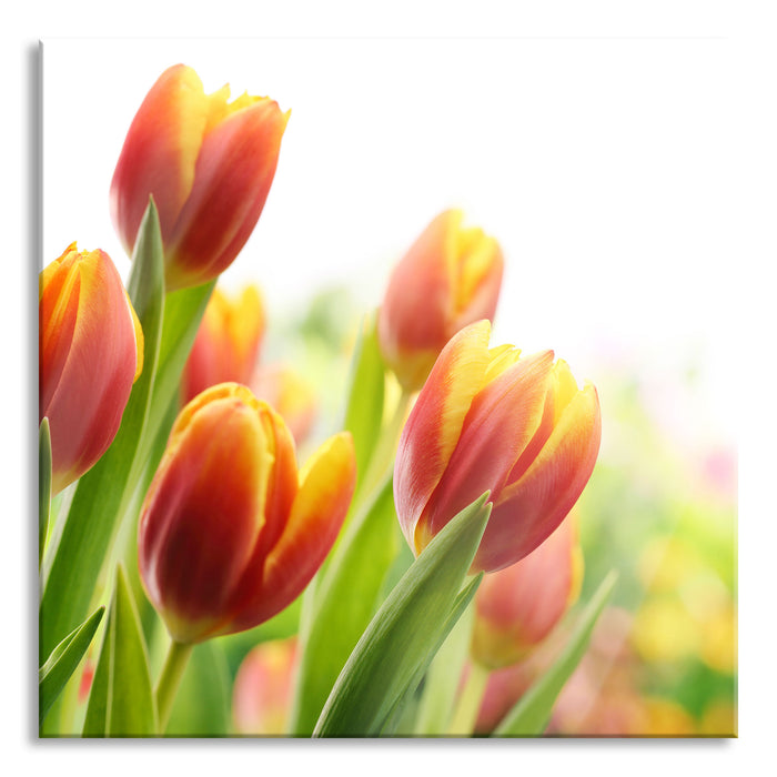 Pixxprint Bunte Tulpenwiese, Glasbild Quadratisch