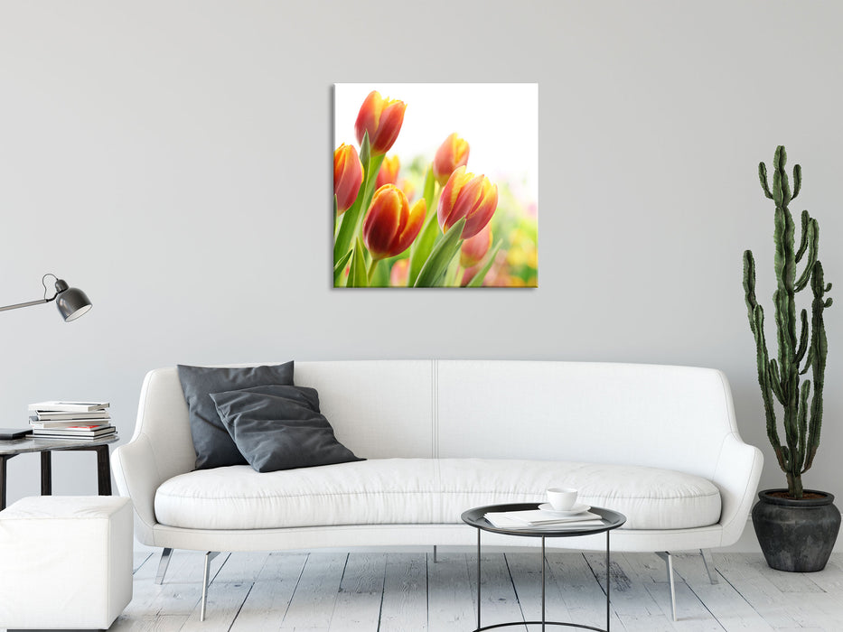 Bunte Tulpenwiese, Glasbild Quadratisch