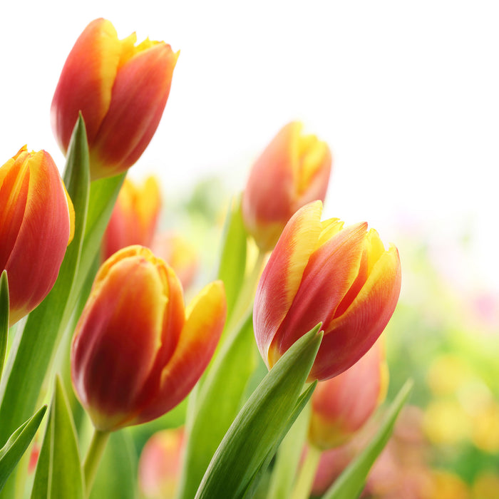 Bunte Tulpenwiese, Glasbild Quadratisch