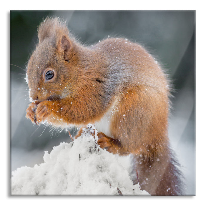 Pixxprint Kleines Eichhörnchen im Winter, Glasbild Quadratisch