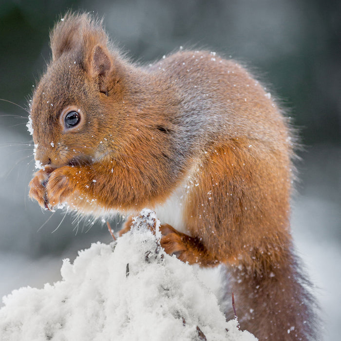 Kleines Eichhörnchen im Winter, Glasbild Quadratisch