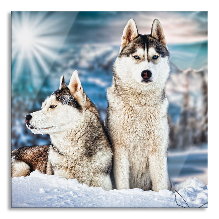 Pixxprint Zwei wilde Huskies, Glasbild Quadratisch