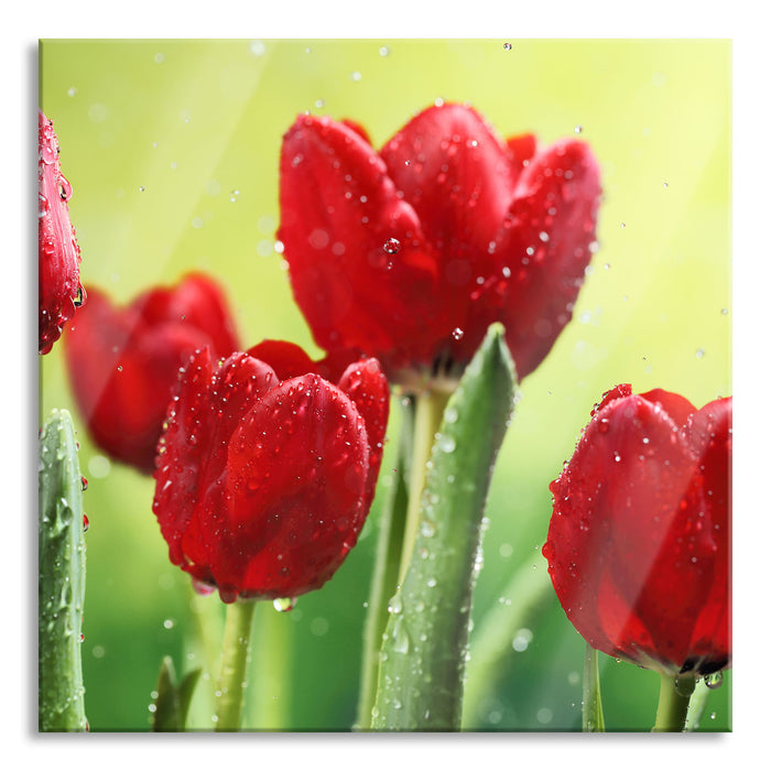 Pixxprint Rote Tulpen mit Tropfen bedeckt, Glasbild Quadratisch