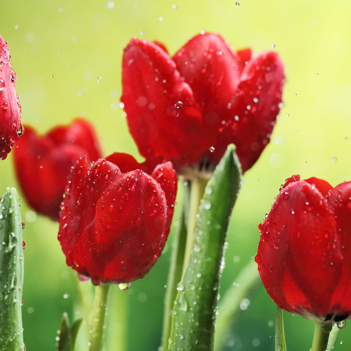 Rote Tulpen mit Tropfen bedeckt, Glasbild Quadratisch