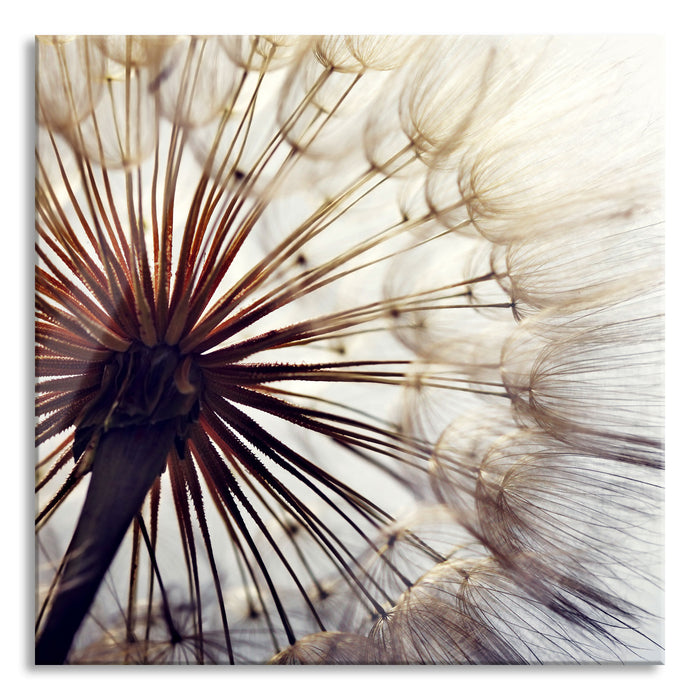 Pixxprint Schöne Pusteblume, Glasbild Quadratisch