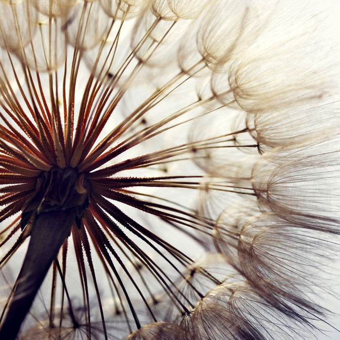 Schöne Pusteblume, Glasbild Quadratisch