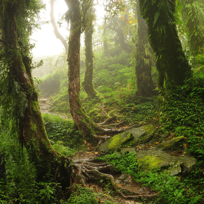 Tropischer La Selva Dschungel, Glasbild Quadratisch