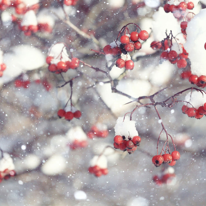 Vogelbeeren mit Schnee bedeckt, Glasbild Quadratisch