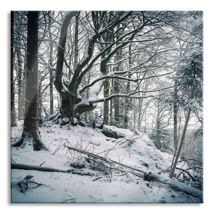 Pixxprint Wald mit Schnee bedeckt, Glasbild Quadratisch