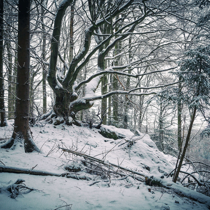 Wald mit Schnee bedeckt, Glasbild Quadratisch