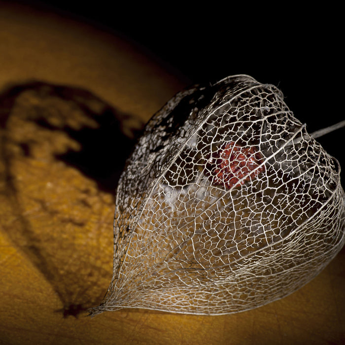 Schatten einer Physalis, Glasbild Quadratisch