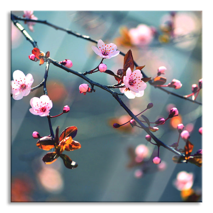 Pixxprint Exotische Sakura Blüten, Glasbild Quadratisch