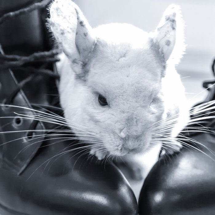 Chinchilla zwischen Schuhen, Glasbild Quadratisch