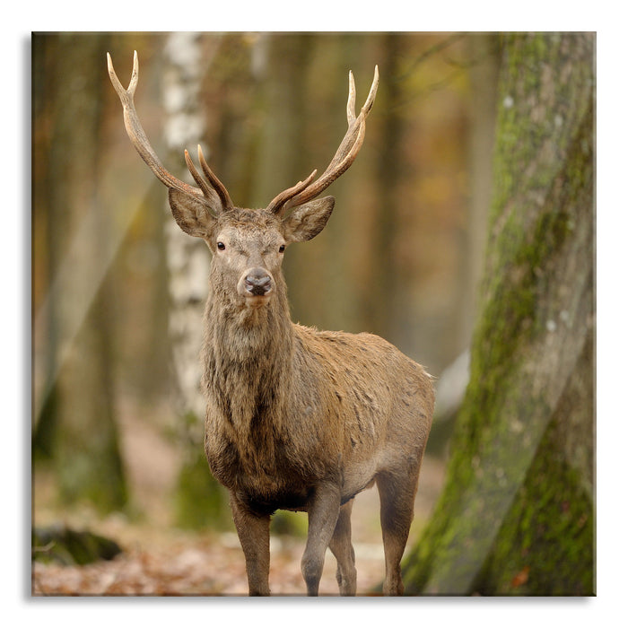 Pixxprint Schöner Hirsch im Wald, Glasbild Quadratisch