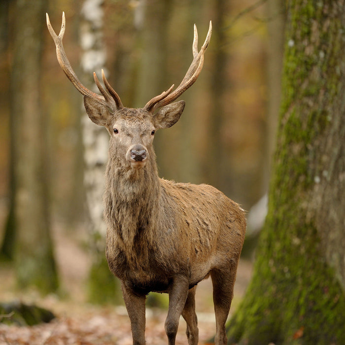 Schöner Hirsch im Wald, Glasbild Quadratisch