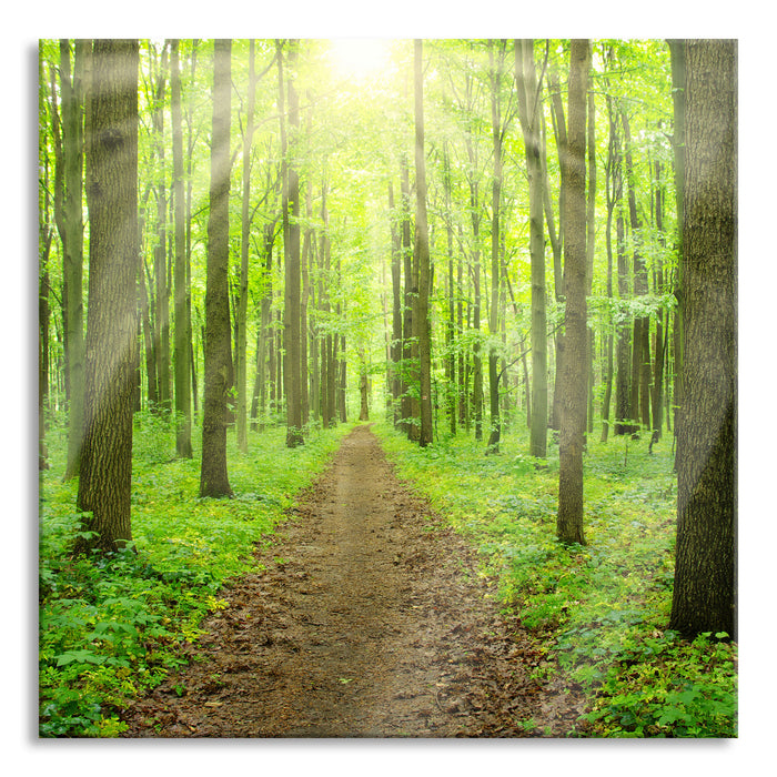 Pixxprint Sonne im Wald, Glasbild Quadratisch