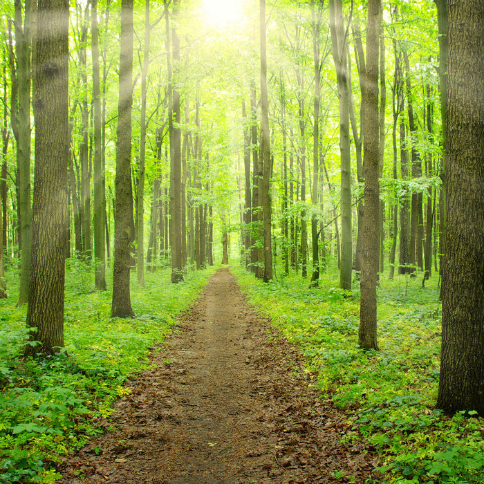 Sonne im Wald, Glasbild Quadratisch