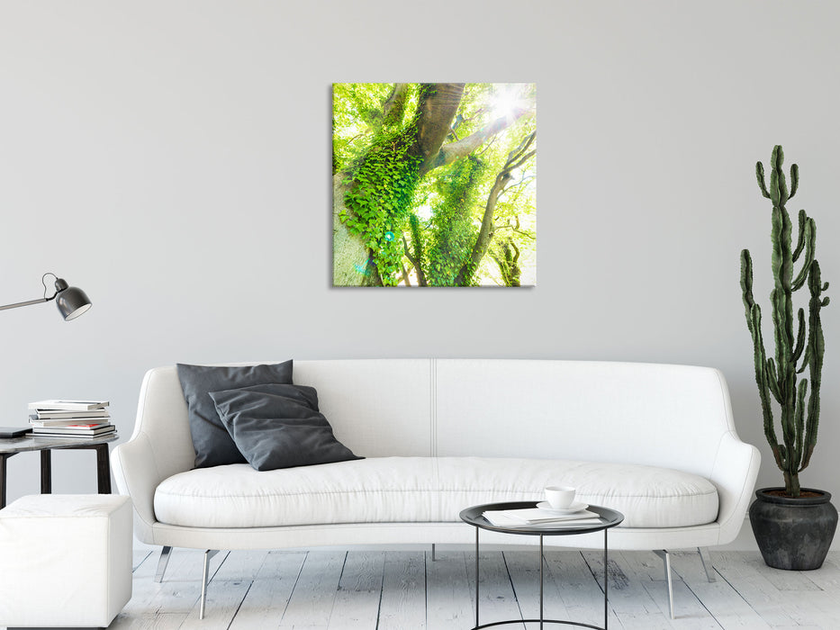 Baum im Sonnenlicht, Glasbild Quadratisch