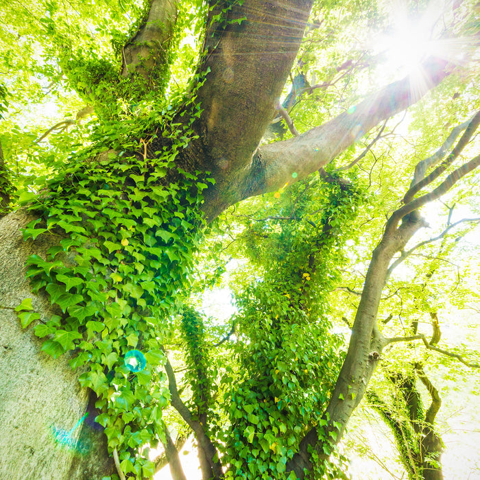 Baum im Sonnenlicht, Glasbild Quadratisch