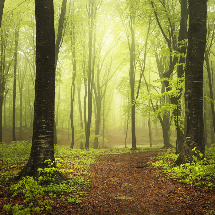 Weg im Wald, Glasbild Quadratisch