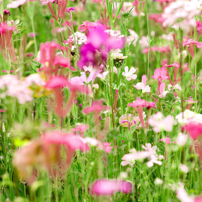 Wundervolle Blumenwiese, Glasbild Quadratisch