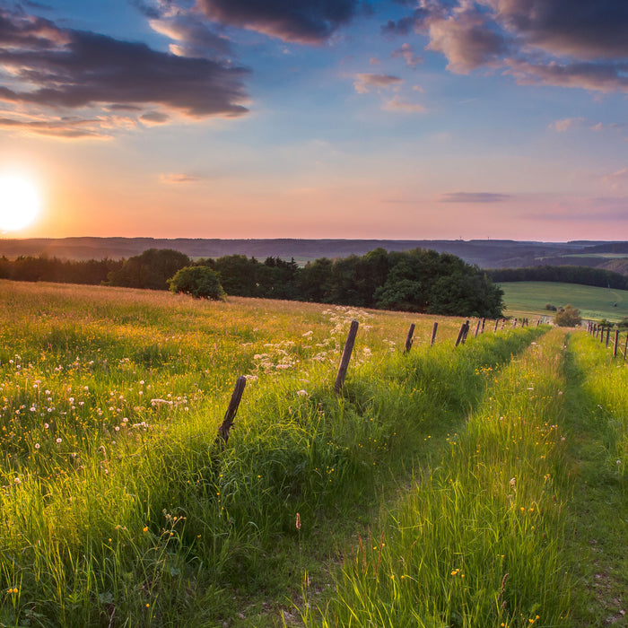 Bergwiese im Sonnenaufgang, Glasbild Quadratisch