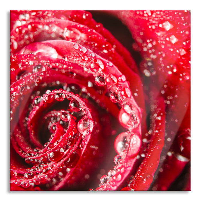 Pixxprint Rose mit Wassertropfen, Glasbild Quadratisch