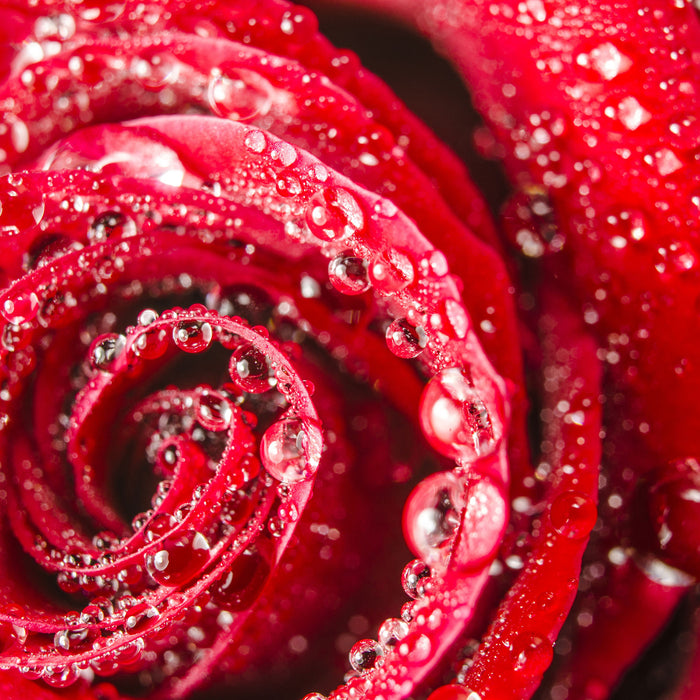 Rose mit Wassertropfen, Glasbild Quadratisch