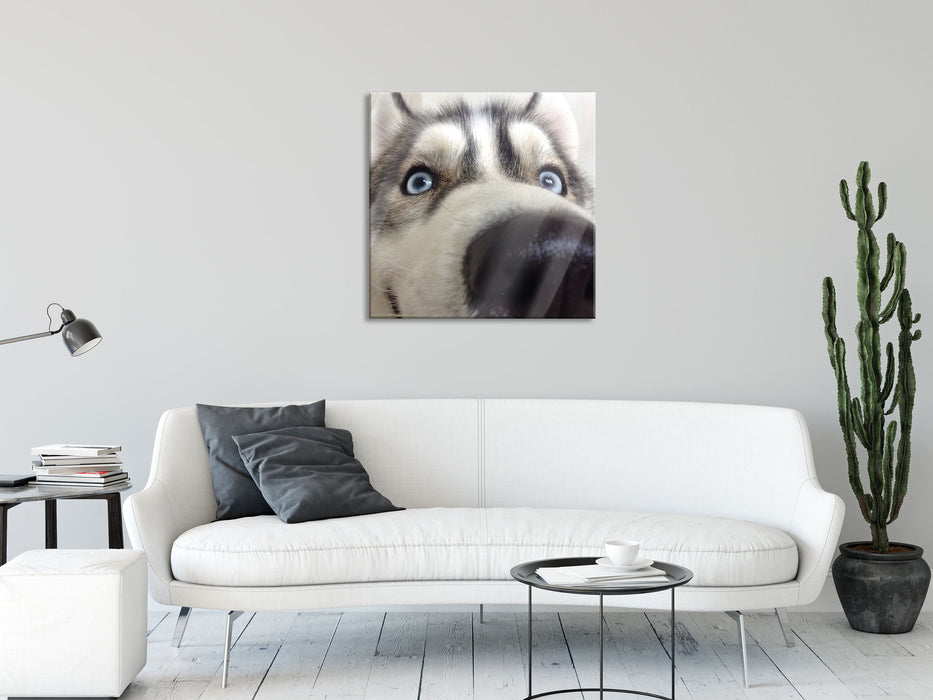 Glücklicher Husky, Glasbild Quadratisch