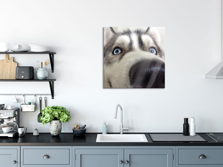 Glücklicher Husky, Glasbild Quadratisch