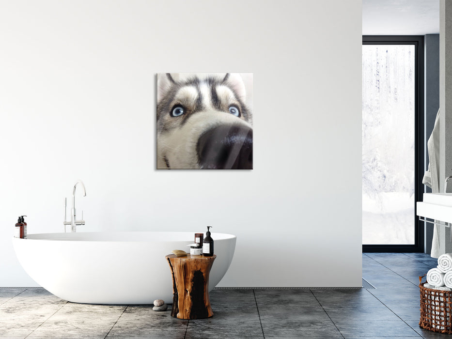 Glücklicher Husky, Glasbild Quadratisch