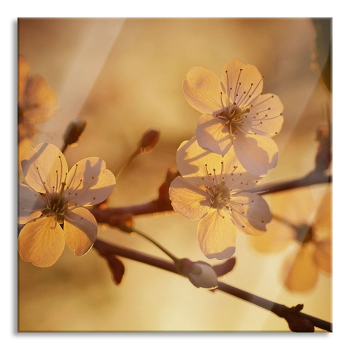 Pixxprint Weiße Blüten im Sonnenlicht, Glasbild Quadratisch