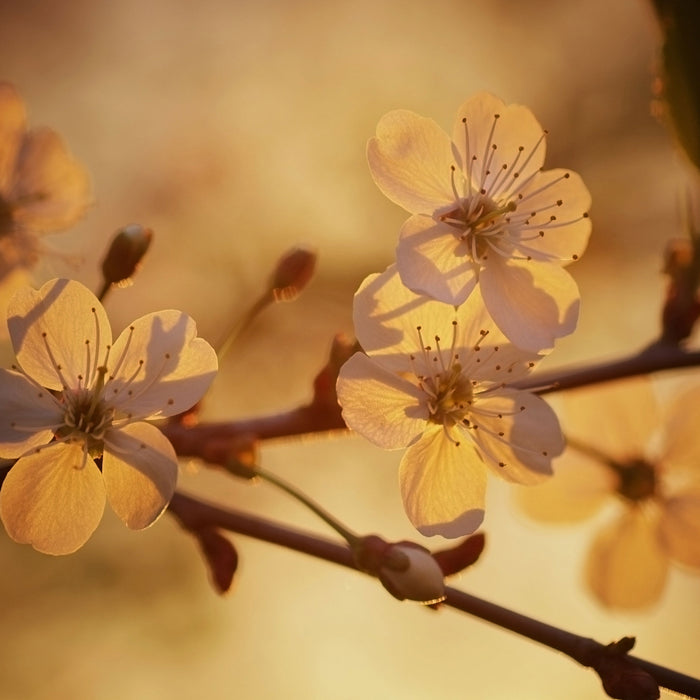 Weiße Blüten im Sonnenlicht, Glasbild Quadratisch