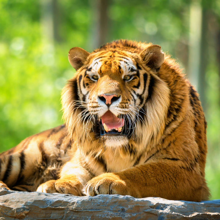 Tiger auf einem Stein, Glasbild Quadratisch