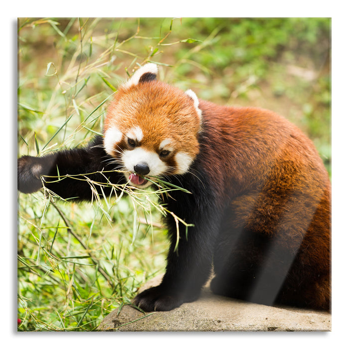 Pixxprint Niedlicher roter Panda, Glasbild Quadratisch