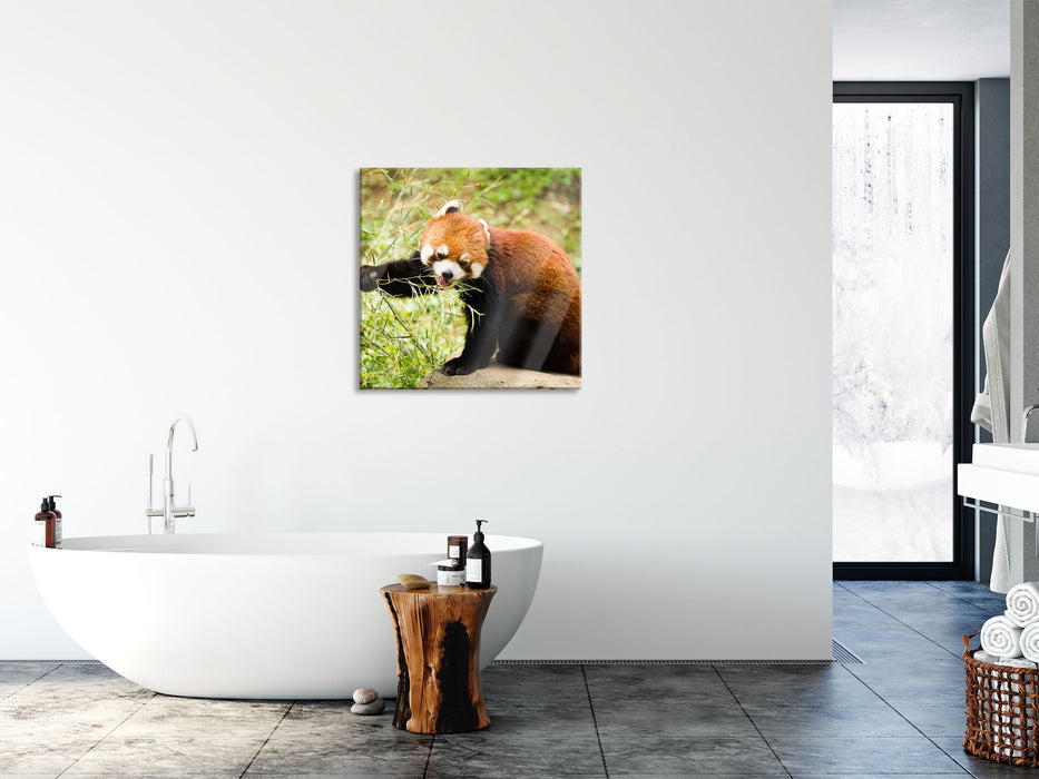 Niedlicher roter Panda, Glasbild Quadratisch