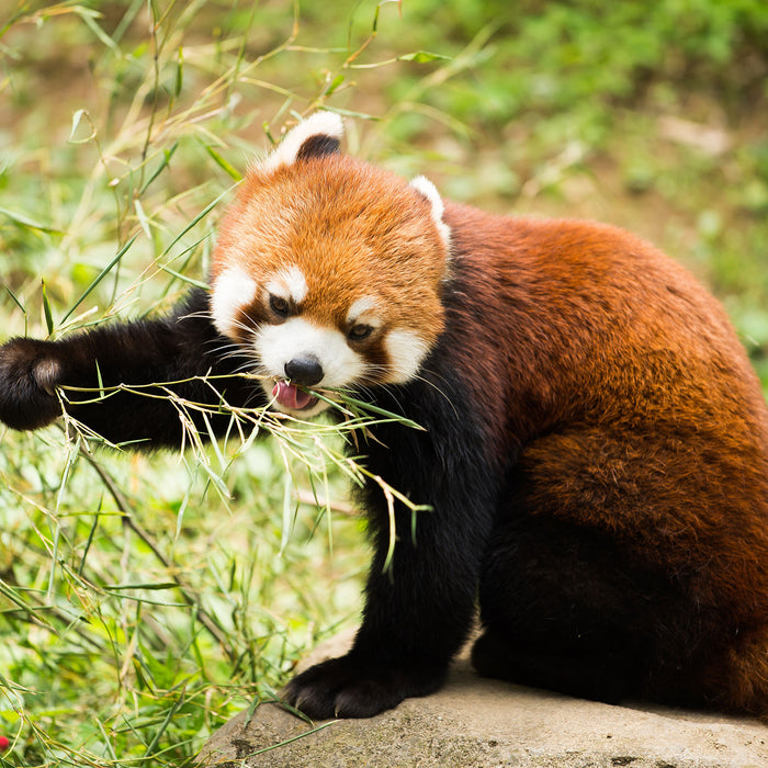 Niedlicher roter Panda, Glasbild Quadratisch