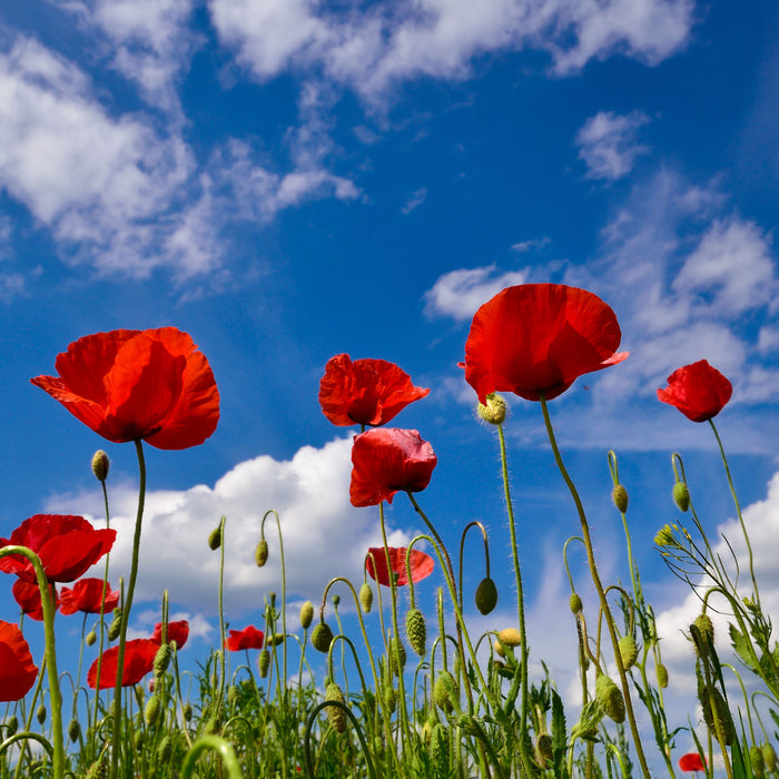 Wiese mit Blumen, Glasbild Quadratisch