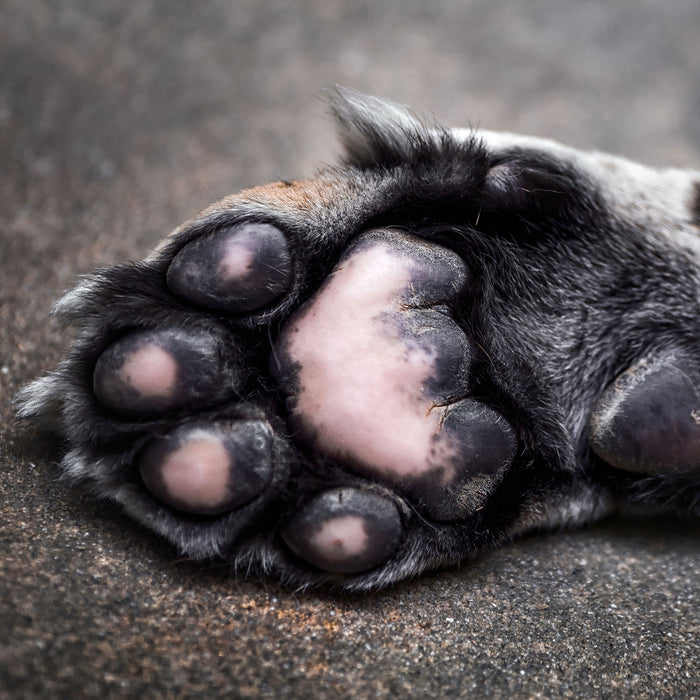 Schöne Katzenpfote, Glasbild Quadratisch