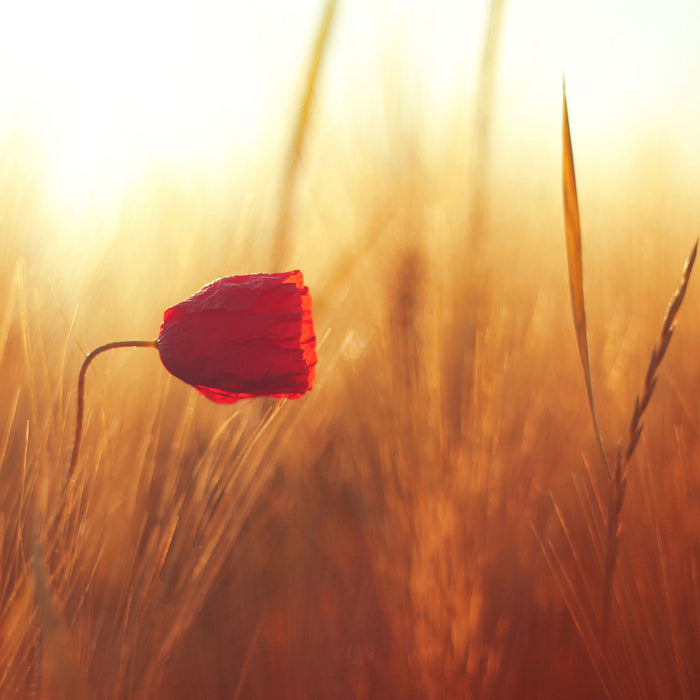 Einzelne rote Rose im Sonnenlicht, Glasbild Quadratisch