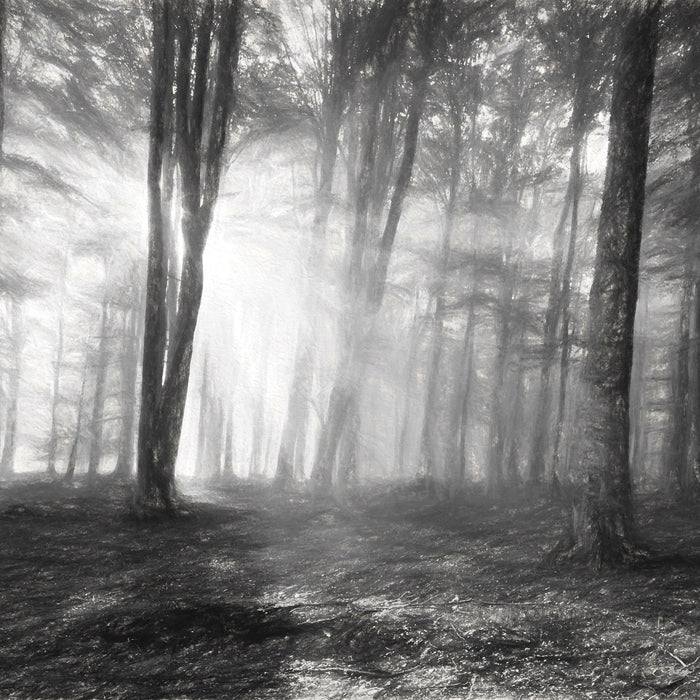 Waldlichtung im Sonnenschein, Glasbild Quadratisch