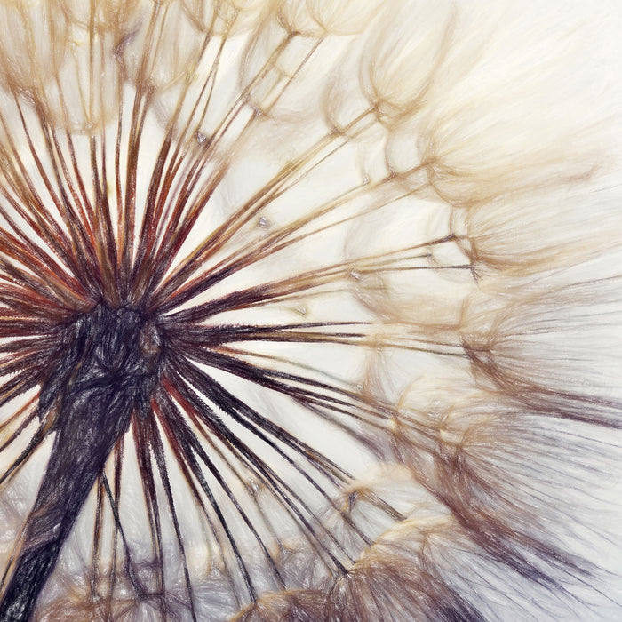 Schöne Pusteblume, Glasbild Quadratisch