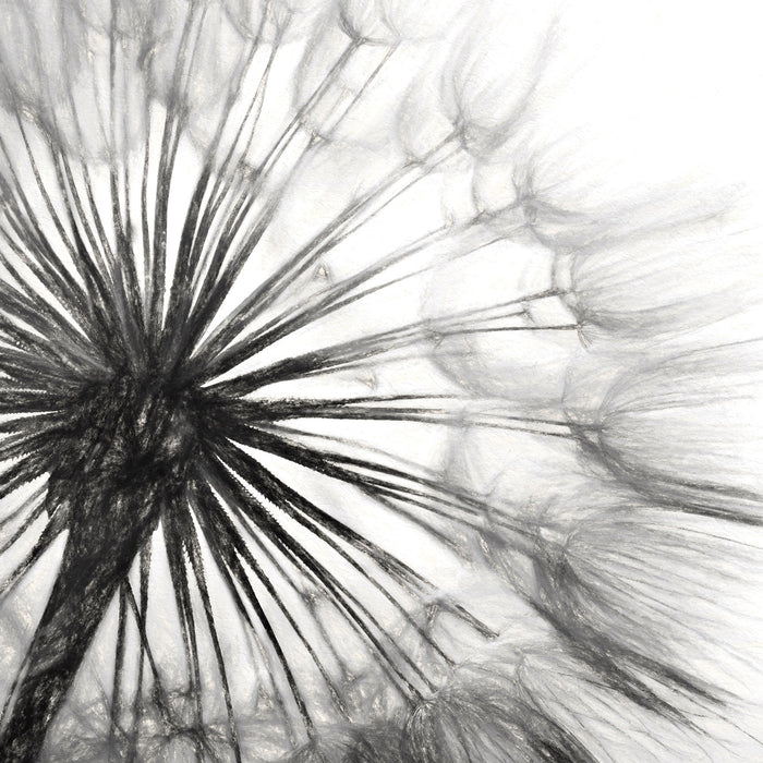 Schöne Pusteblume, Glasbild Quadratisch