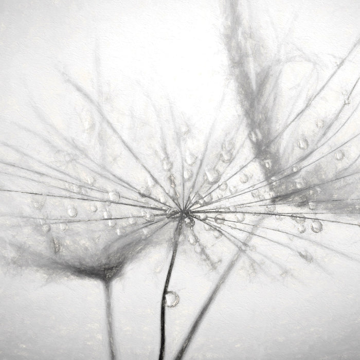 Pusteblume bedeckt mit Tropfen, Glasbild Quadratisch